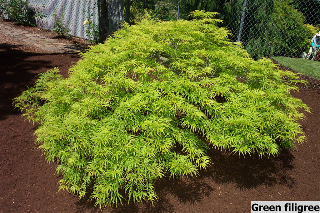 Acer palmatum var. dissectum 'Filigree'