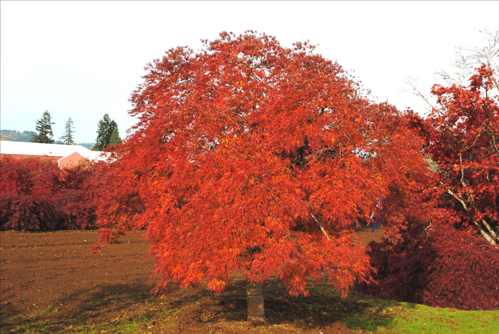Acer palmatum var. dissectum 'Filigree'