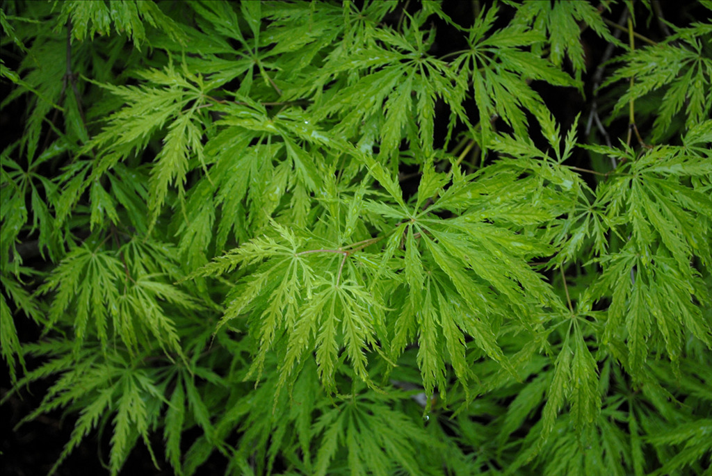 Acer palmatum var. dissectum 'Filigree'
