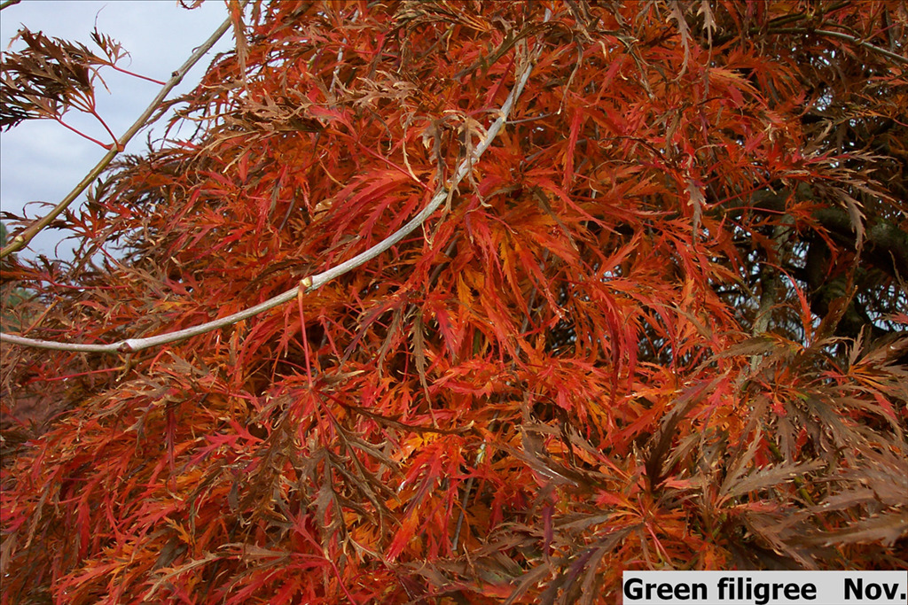 Acer palmatum var. dissectum 'Filigree'