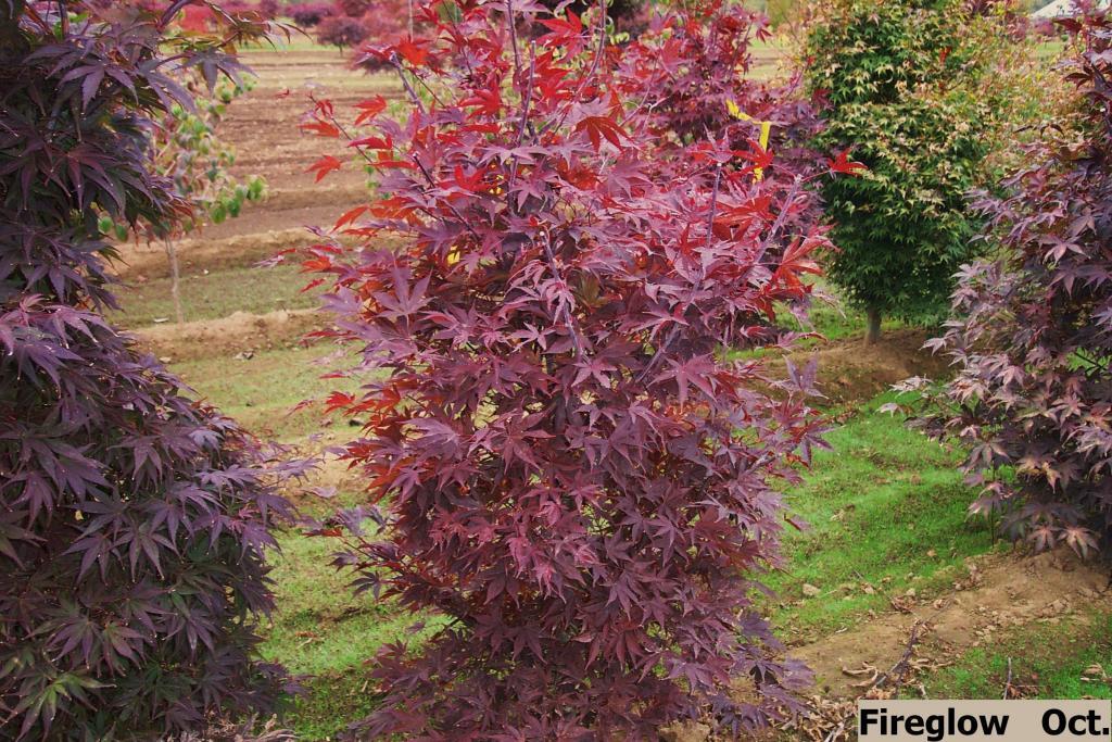 Acer palmatum 'Fireglow'