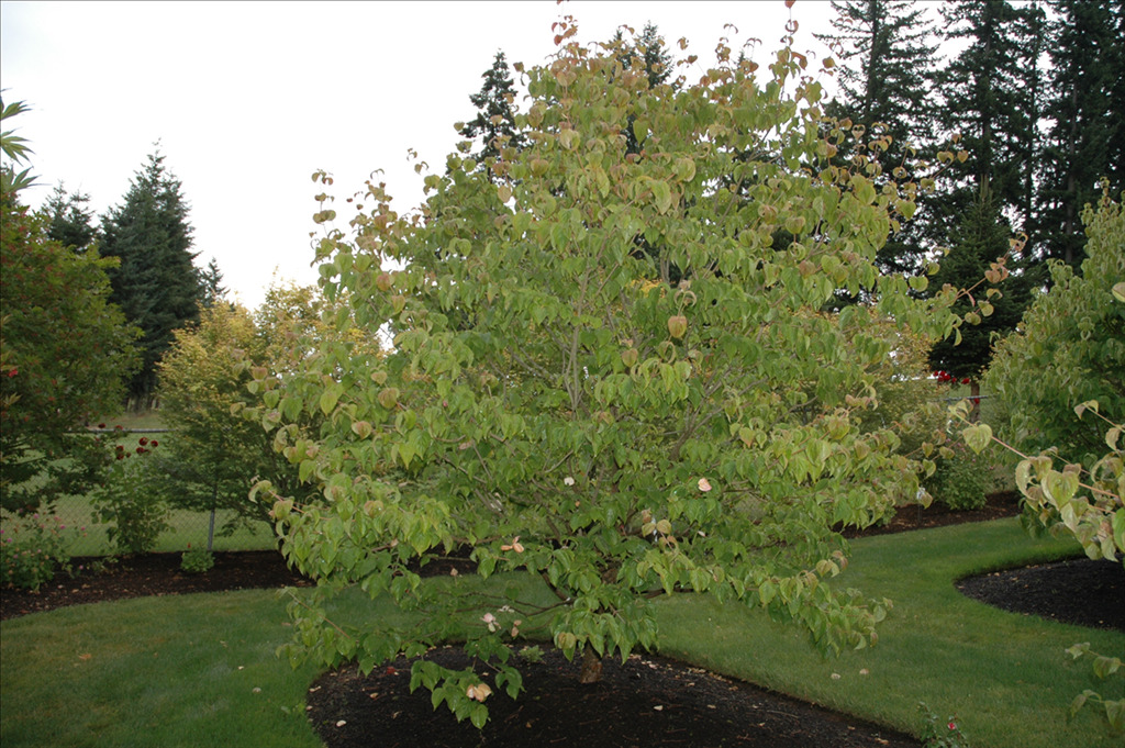 Cornus kousa 'Fireworks'