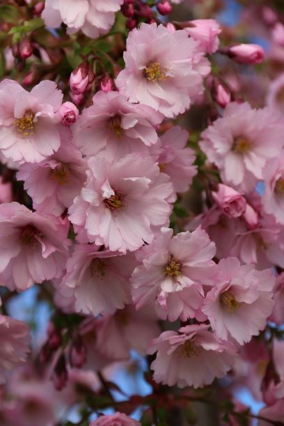 First Blush® Cherry