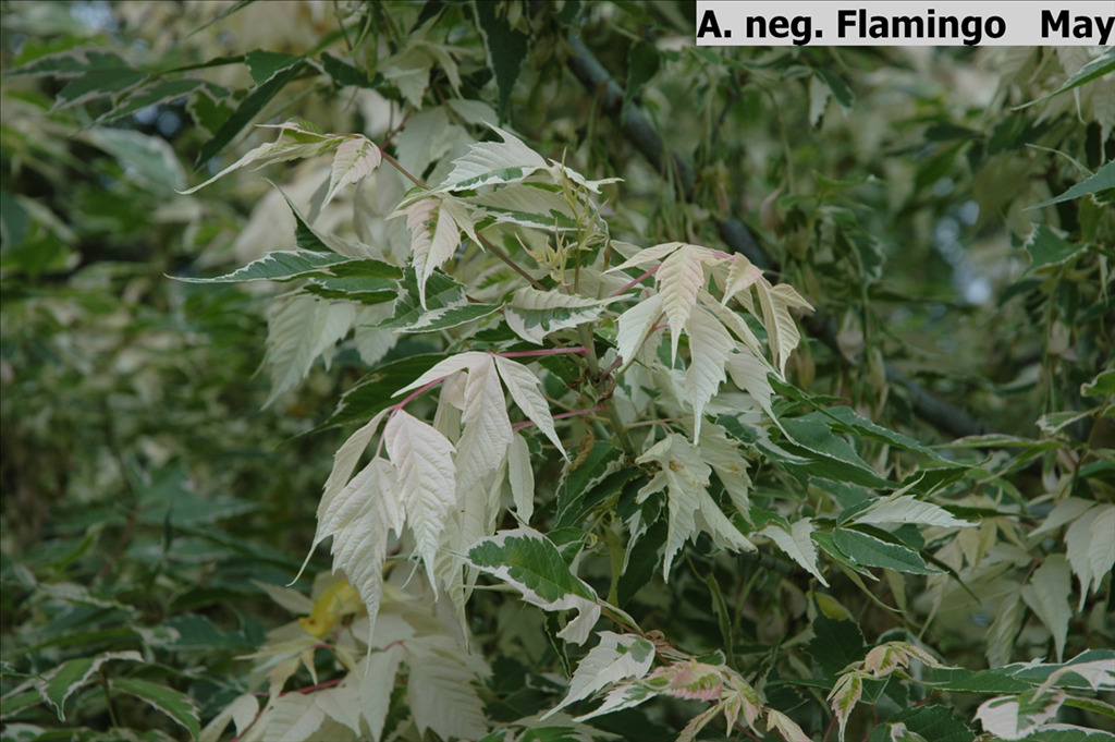 Acer negundo 'Flamingo'