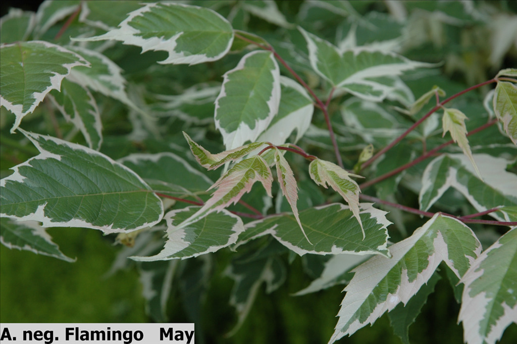 Acer negundo 'Flamingo'