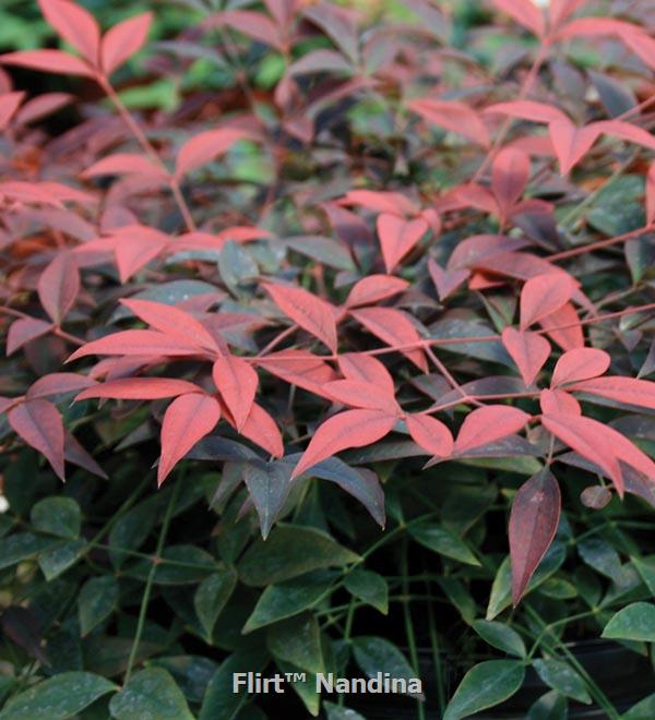 Flirt™ Nandina | Sunset Western Garden Collection