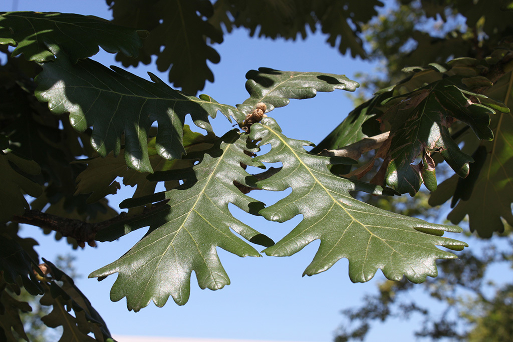 Quercus frainetto 'Schmidt'