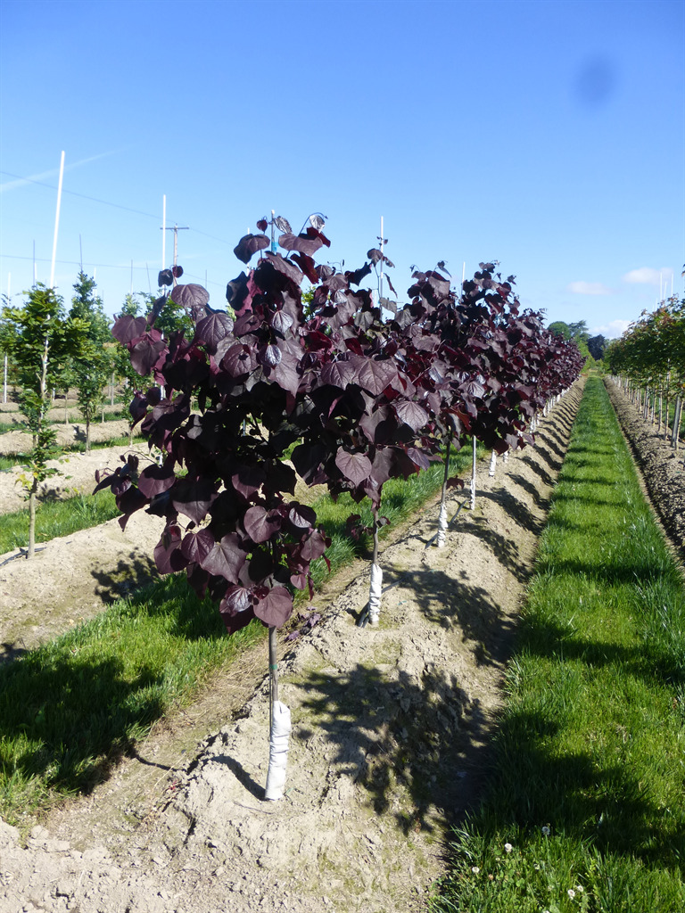 Cercis canadensis 'Forest Pansy'