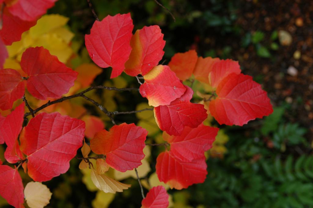 Fothergilla major 'Mt. Airy'