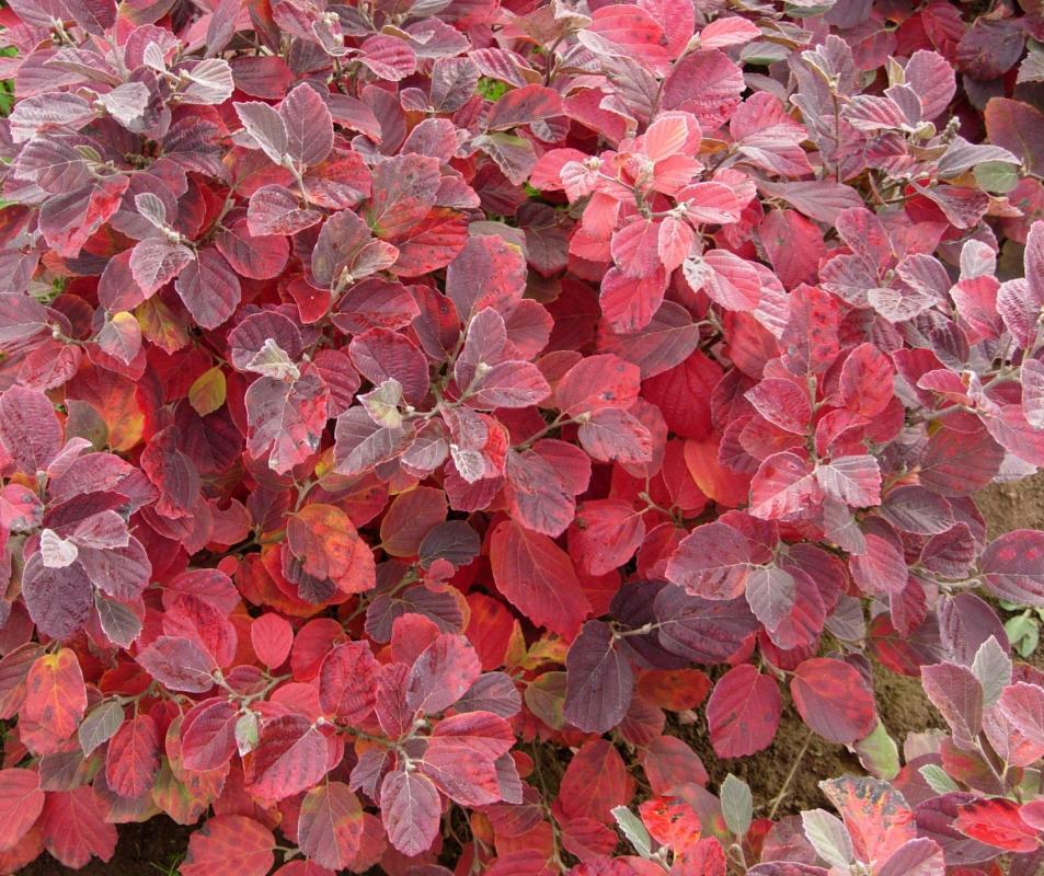 Fothergilla major 'Mt. Airy'