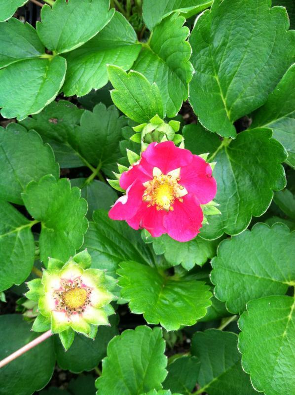 Fragaria x ananassa 'Fragoo Deep Rose'