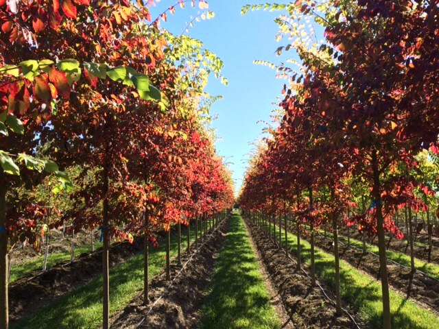 Ulmus carpinifolia x parvifolia 'Frontier'
