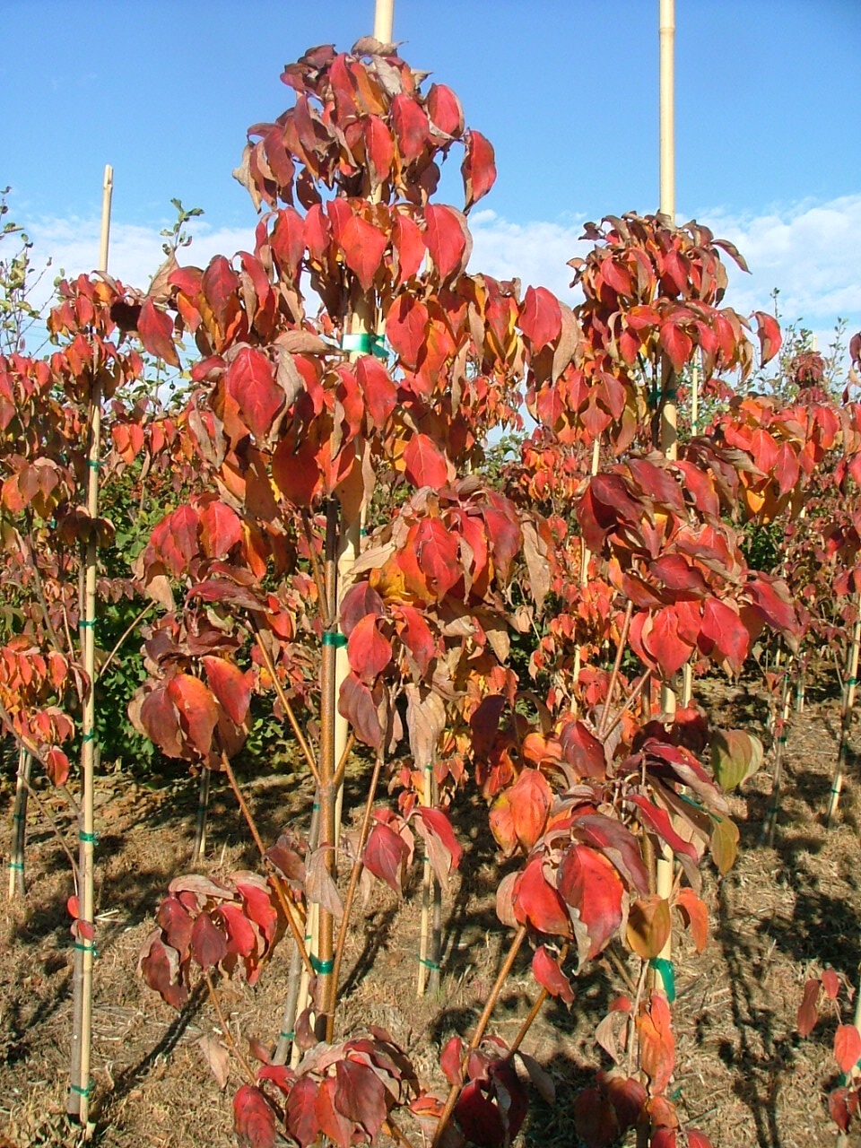 Cornus kousa 'Galzam'