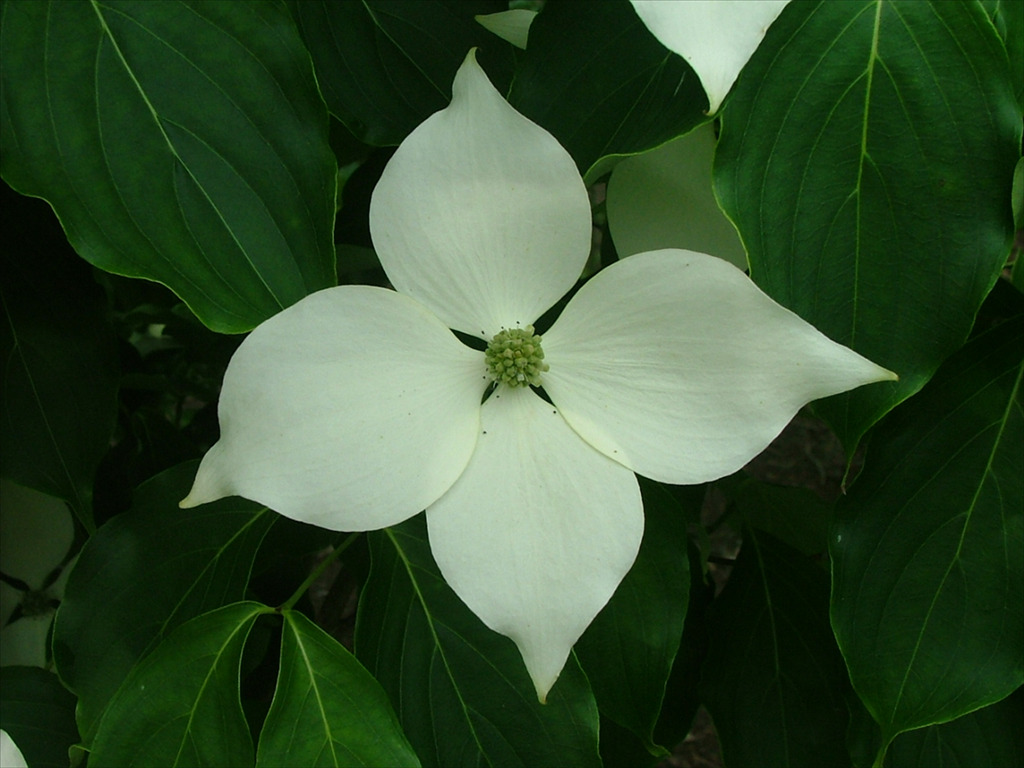 Cornus kousa 'Galzam'