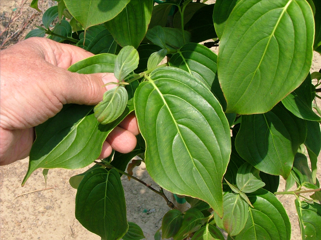 Cornus kousa 'Galzam'