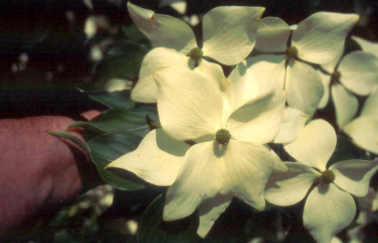 Cornus kousa 'Galzam'