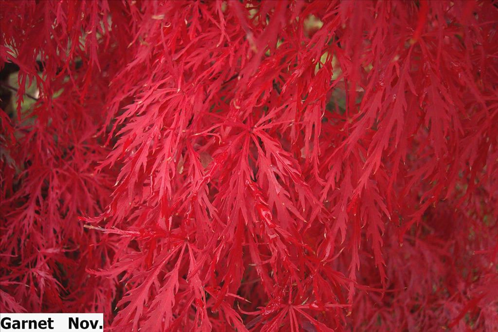 Acer palmatum var. dissectum 'Garnet'