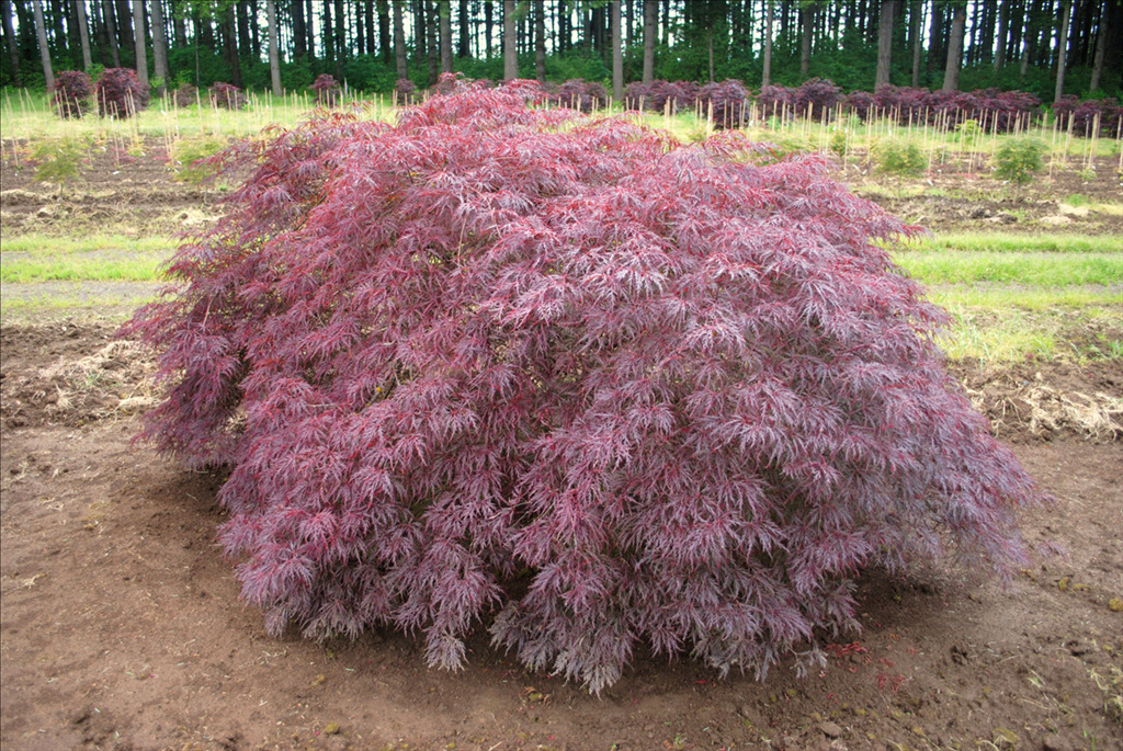 Acer palmatum var. dissectum 'Garnet'