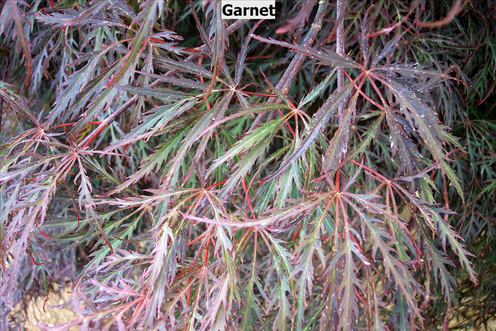 Acer palmatum var. dissectum 'Garnet'