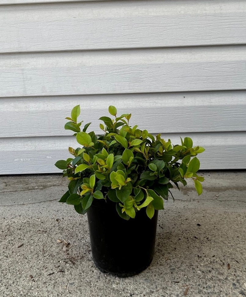 Cascade Carpet™ Salal courtesy of Sidhu & Sons Nursery