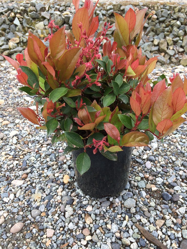 Cascade Sunrise™ Gaultheria
