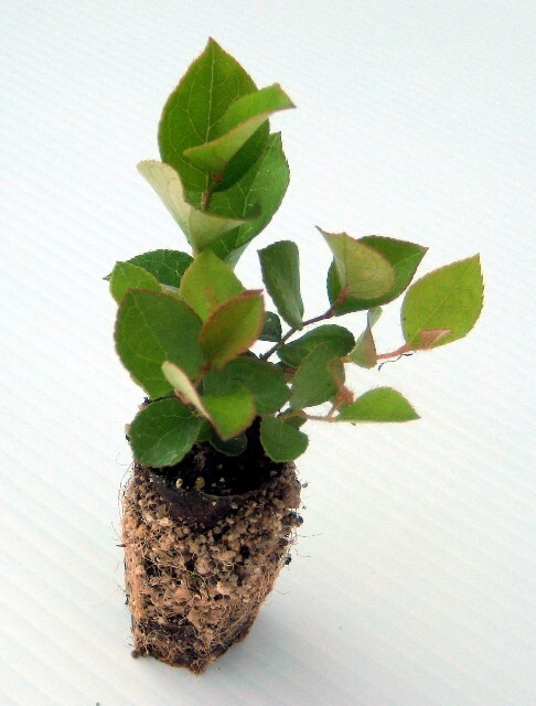 Gaultheria shallon