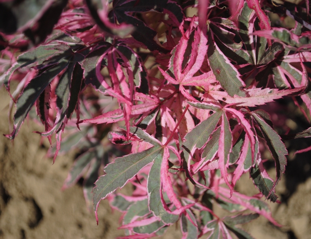 Acer palmatum 'Geisha Gone Wild'