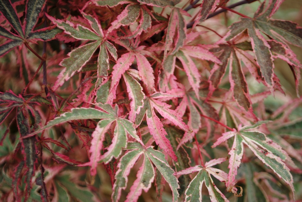 Acer palmatum 'Geisha Gone Wild'