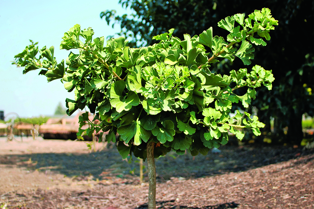 Ginkgo biloba 'Mariken'