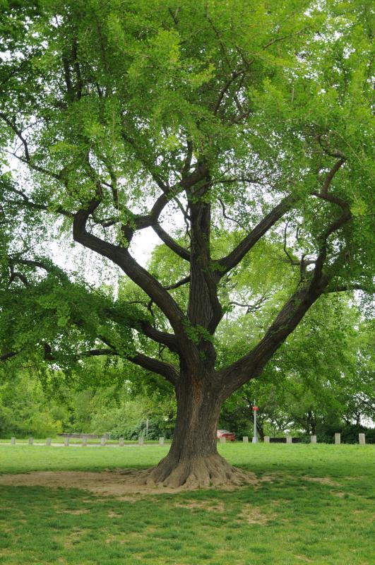 Ginkgo biloba