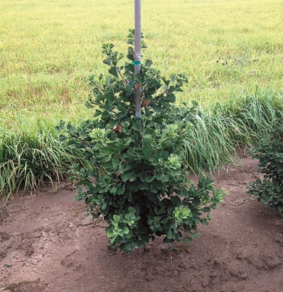 Ginkgo biloba 'Jade Butterfly'
