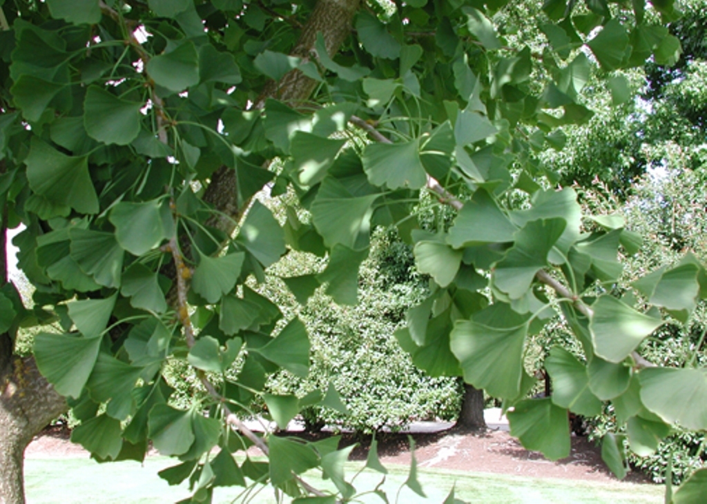 Ginkgo biloba 'Autumn Gold'