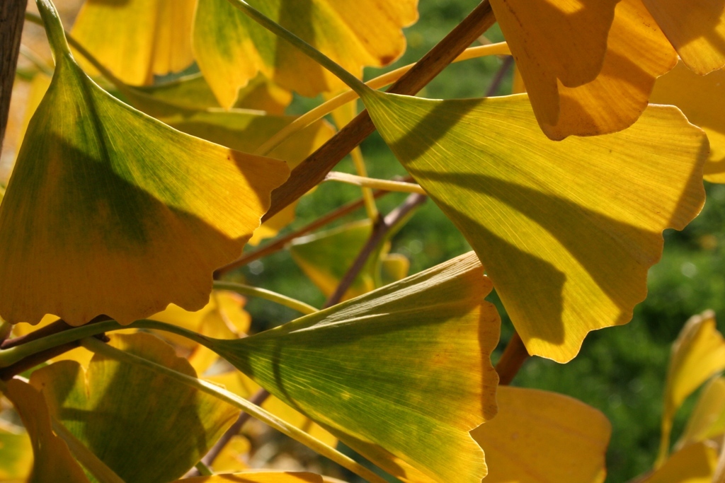 Ginkgo biloba 'Autumn Gold'