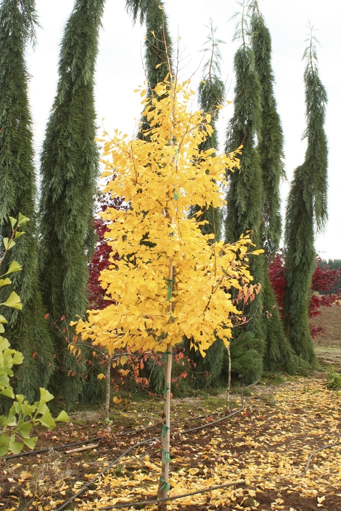 Ginkgo biloba 'Saratoga'