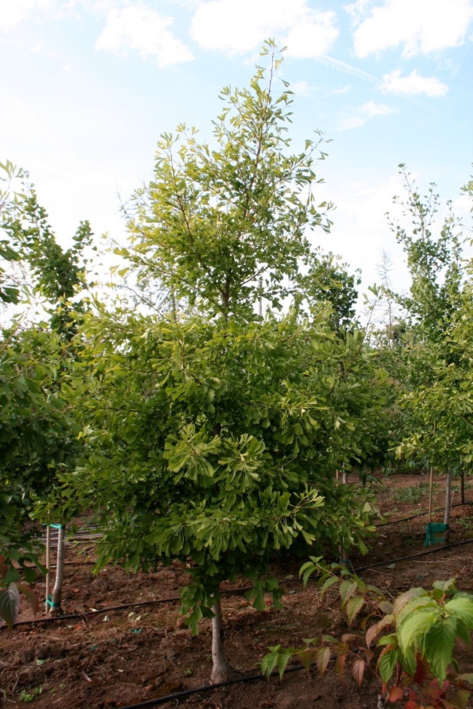 Ginkgo biloba 'Saratoga'