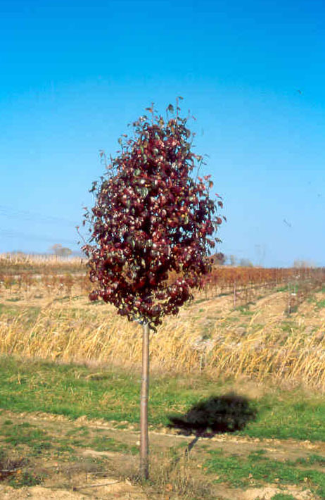 Pyrus calleryana 'Gladzam'