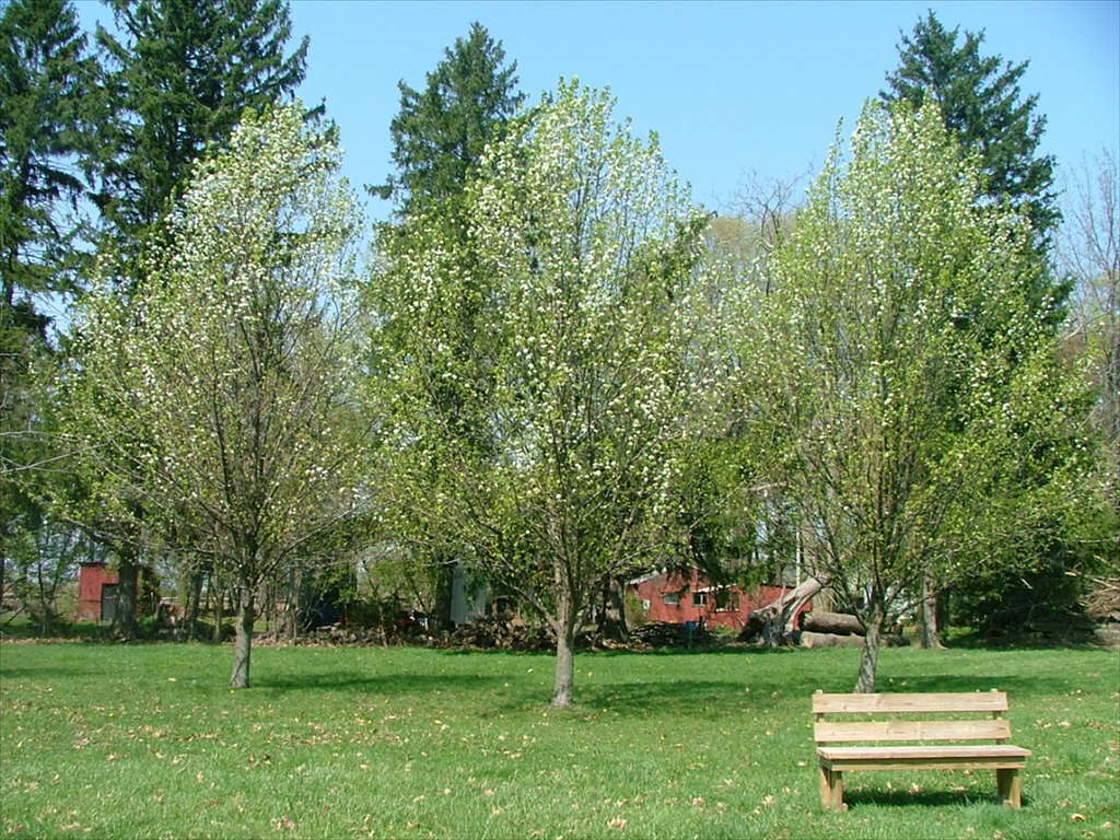 Pyrus calleryana 'Gladzam'