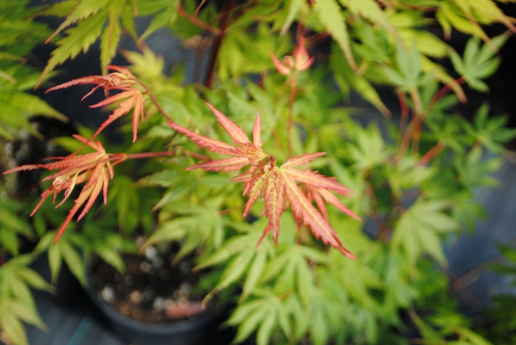 Acer palmatum 'Glowing Embers'