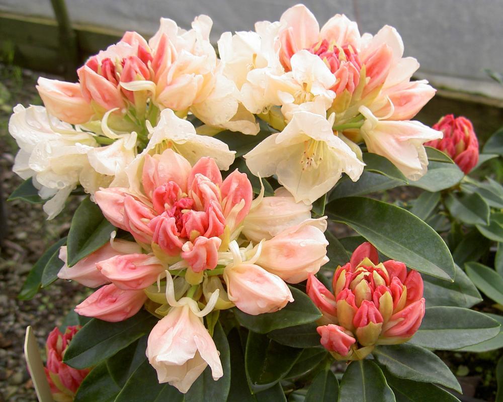 H3 Rhododendron Golden Torch