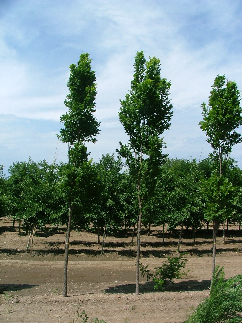 Koelreuteria paniculata 'Gocanzam'