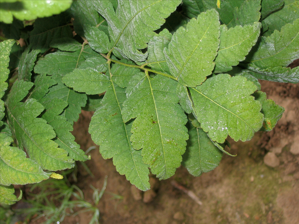 Koelreuteria paniculata 'Gocanzam'