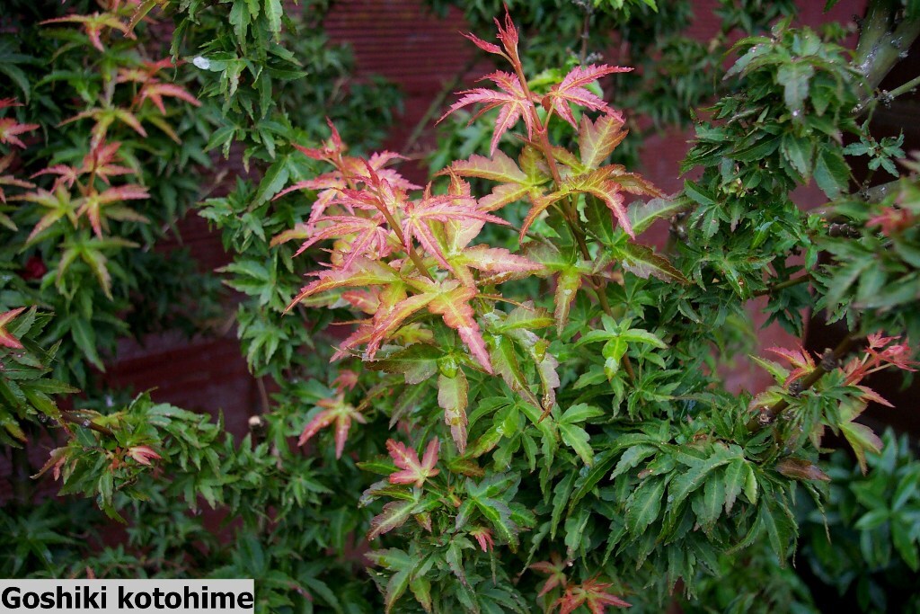 Acer palmatum 'Goshiki Kotohime'