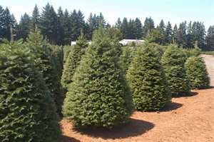 Grand Fir Christmas Trees