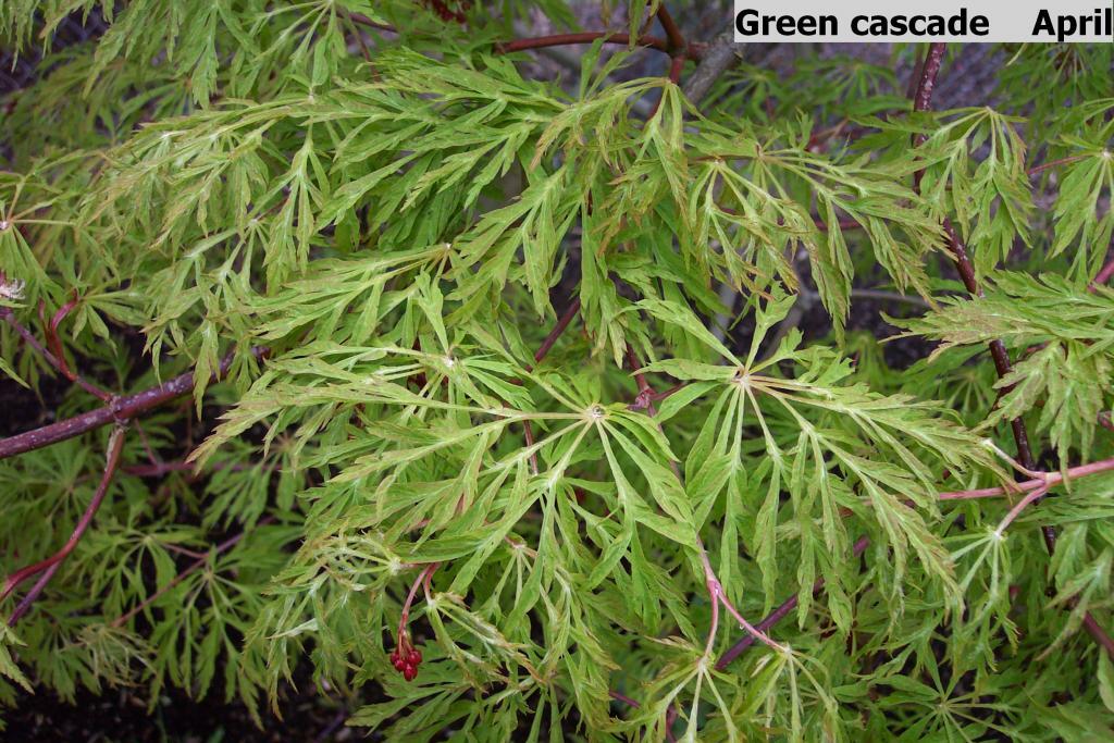 Acer japonicum 'Green Cascade'