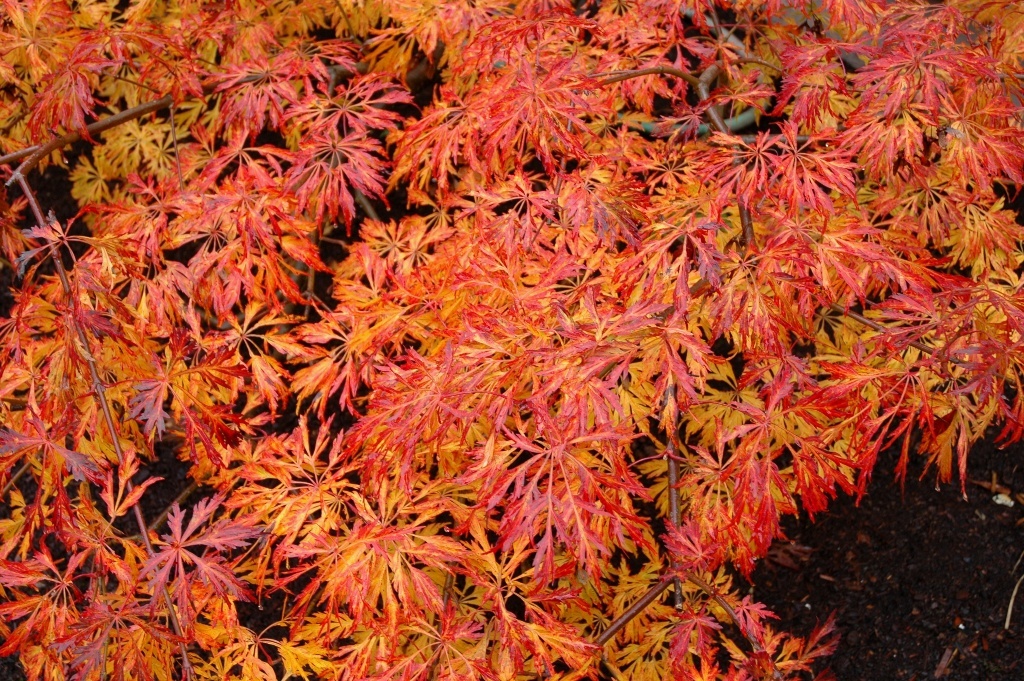 Acer japonicum 'Green Cascade'