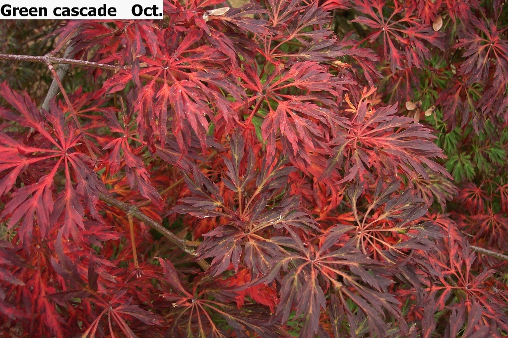 Acer japonicum 'Green Cascade'