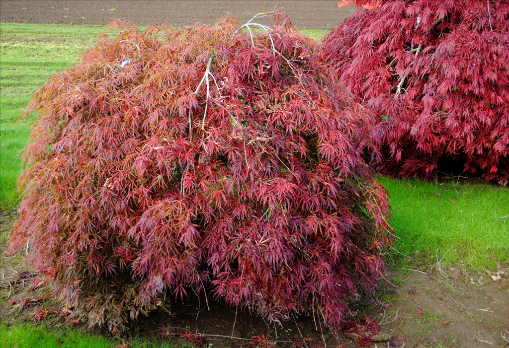 Acer palmatum var. dissectum 'Green Hornet'