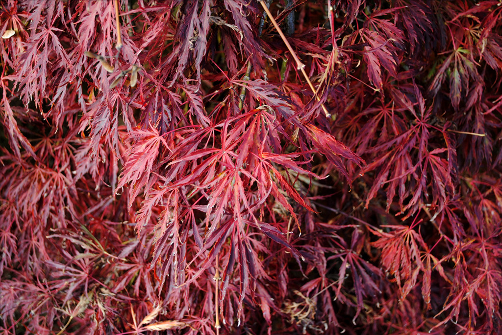 Acer palmatum var. dissectum 'Green Hornet'