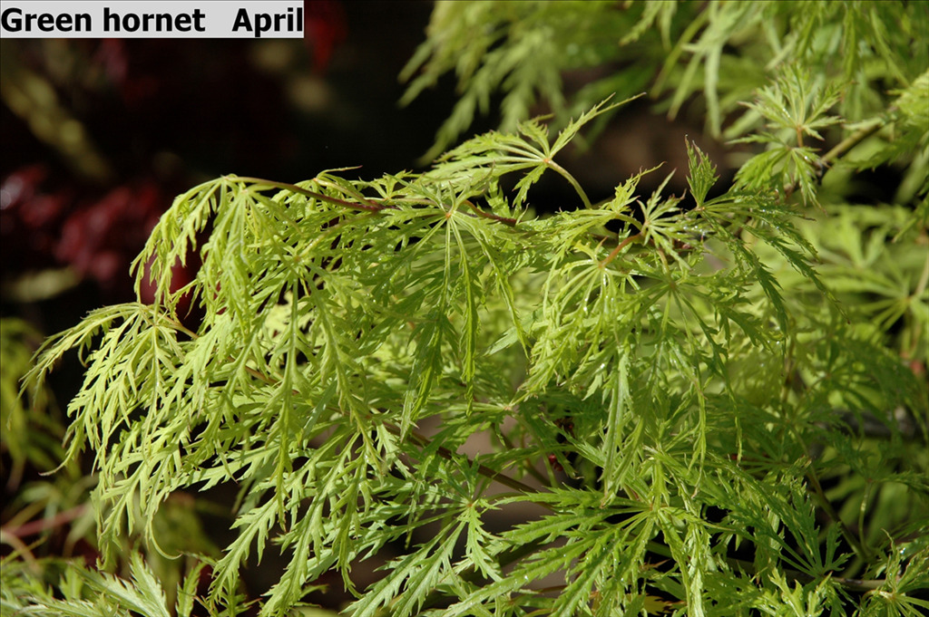 Acer palmatum var. dissectum 'Green Hornet'