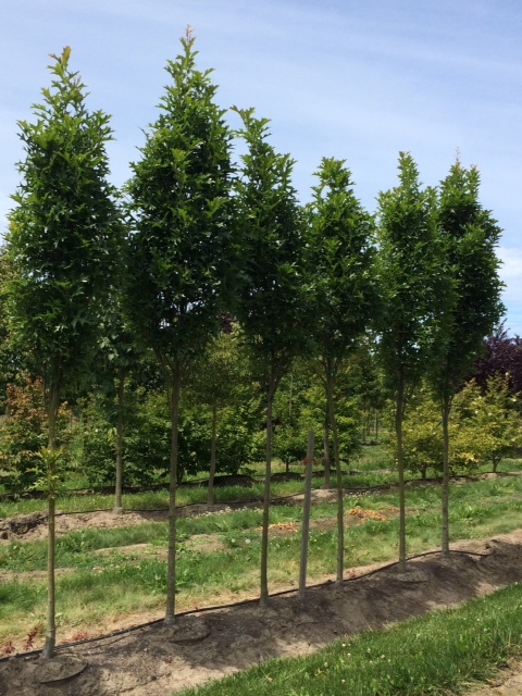 Green Pillar® Pin Oak (Quercus palustris 'Pringreen')